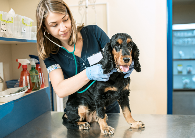 Carousel Slide 4: Wellness exams available`